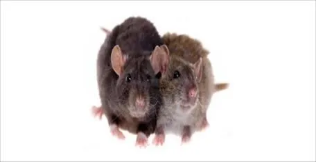 La imagen 1 de la Empresa PESTS CLEANING