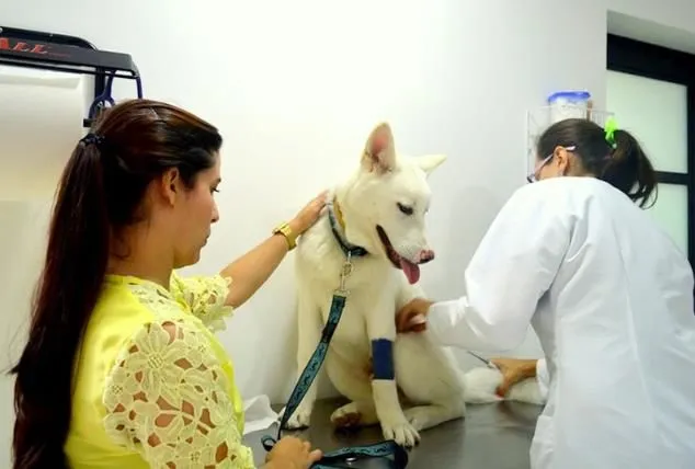 La imagen 4 de la Empresa CLÍNIICA VETERINARIA SANAVET