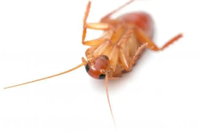 La imagen 4 de la Empresa SINPLAGAX