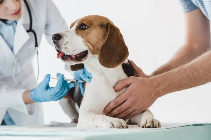 La imagen 2 de la Empresa A DOMICILIO VETERINARIOS