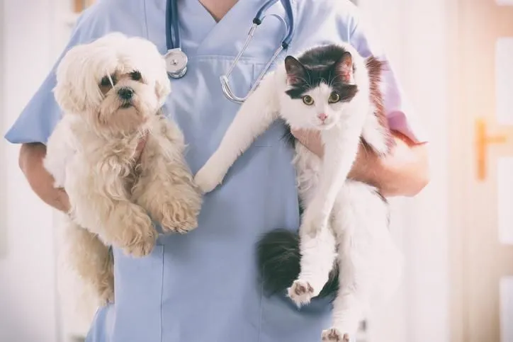 La imagen 3 de la Empresa A DOMICILIO VETERINARIOS