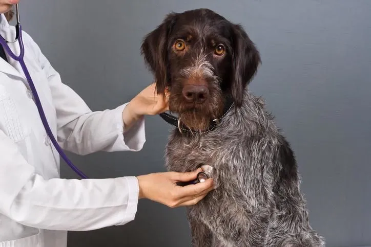 La imagen 4 de la Empresa A DOMICILIO VETERINARIOS