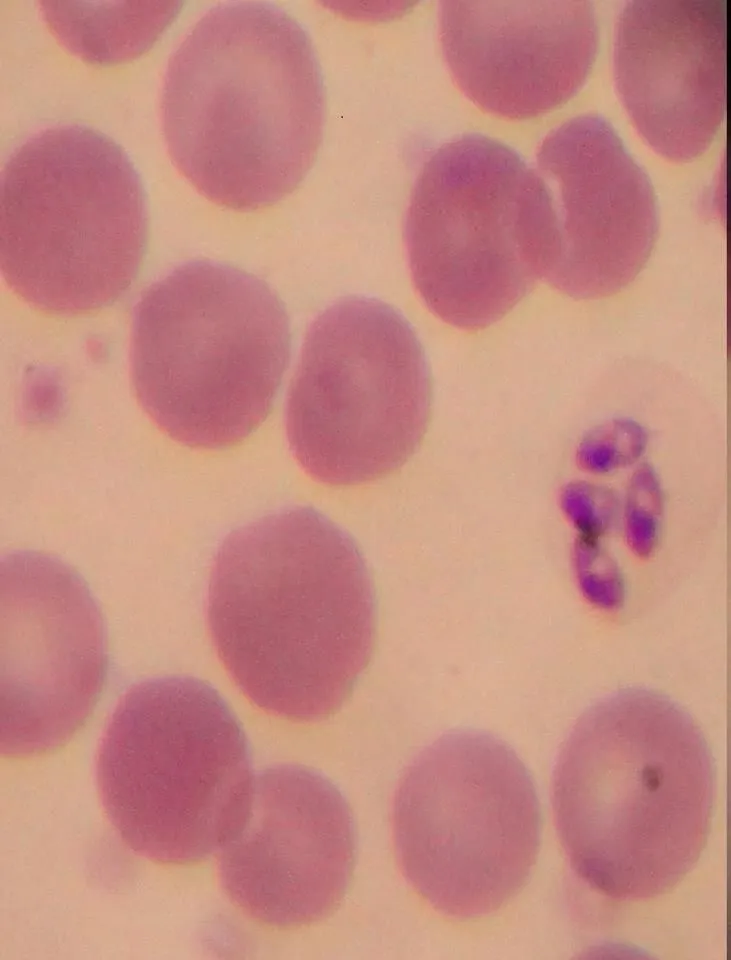 La imagen 3 de la Empresa ANALIZAR VETERINARIO