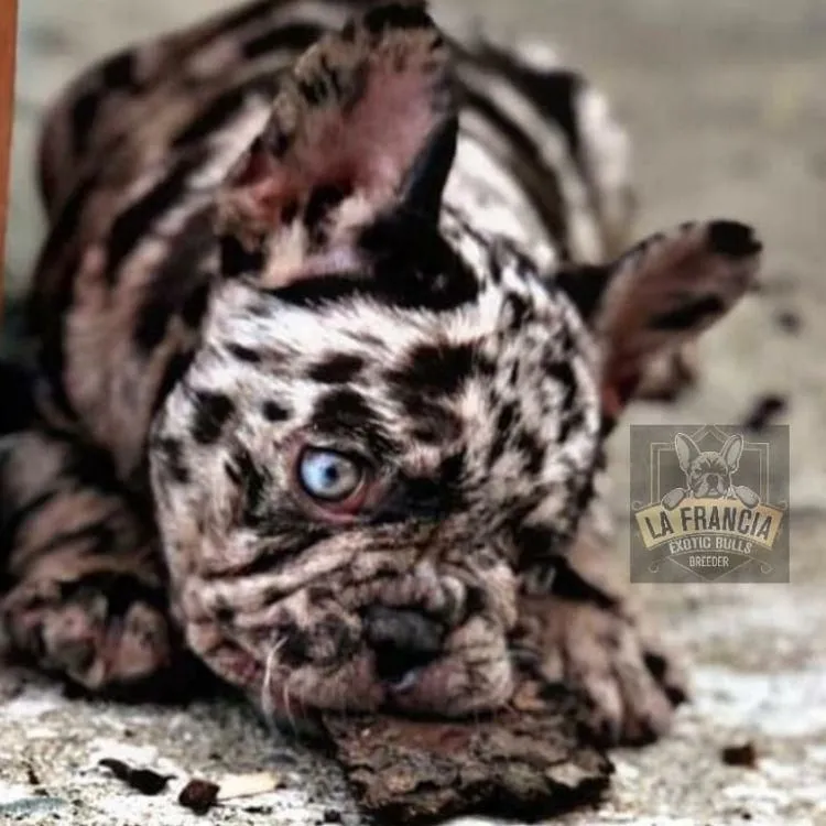 La imagen 2 de la Empresa LA FRANCIA EXOTIC BULLS