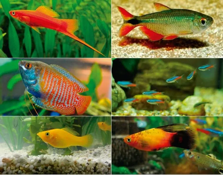 La imagen 2 de la Empresa ACUARIO EL DORADO