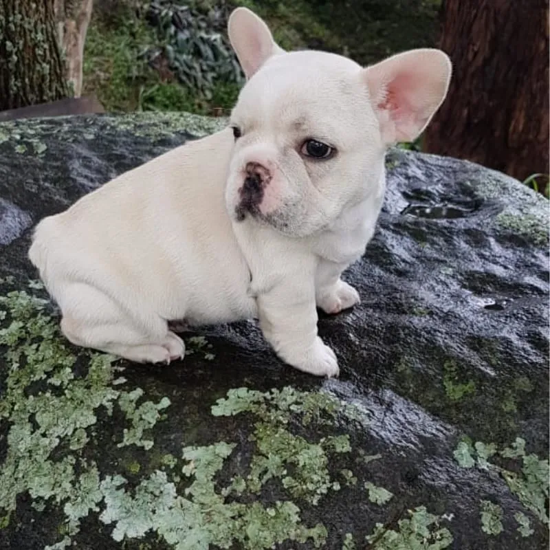 La imagen 2 de la Empresa MUNDO CACHORROS TIENDA DE MASCOTAS