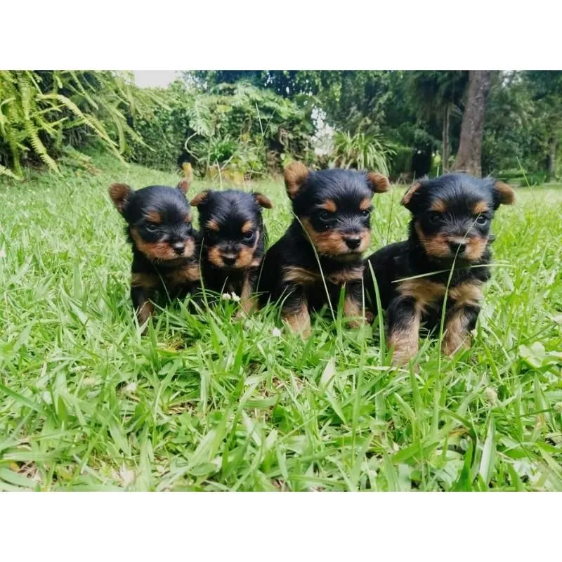 La imagen 3 de la Empresa MUNDO CACHORROS TIENDA DE MASCOTAS