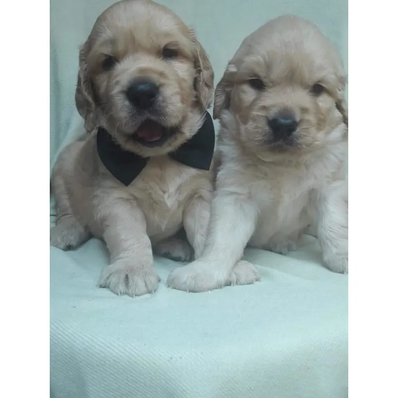 La imagen 4 de la Empresa MUNDO CACHORROS TIENDA DE MASCOTAS