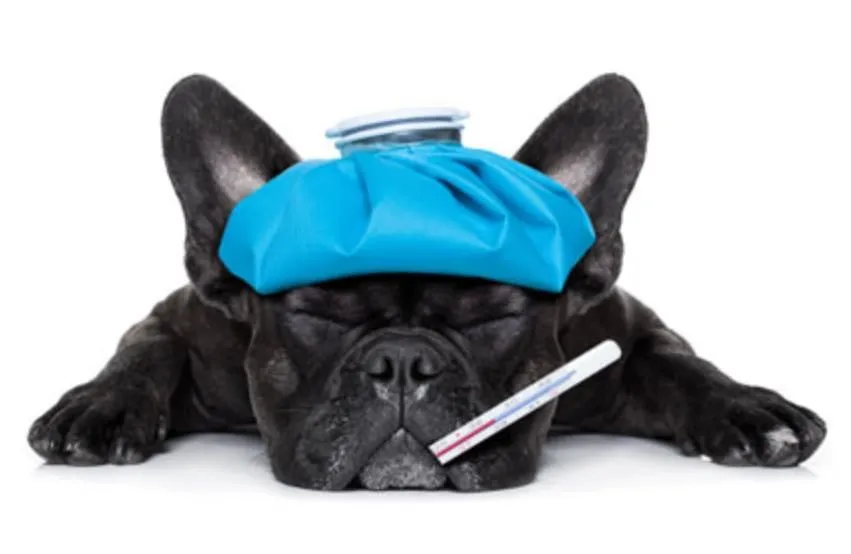 La imagen 4 de la Empresa CLÍNICA VETERINARIA DITAIRES