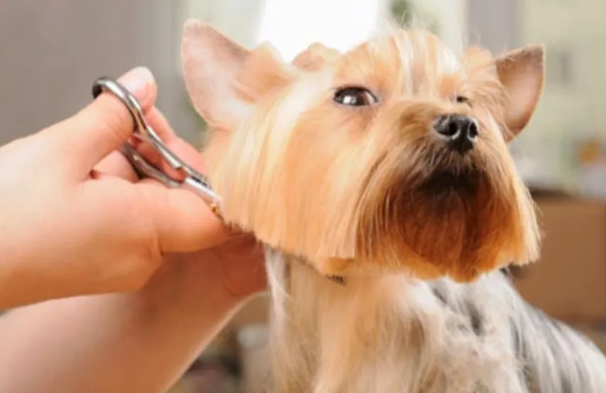 La imagen 5 de la Empresa CLÍNICA VETERINARIA DITAIRES
