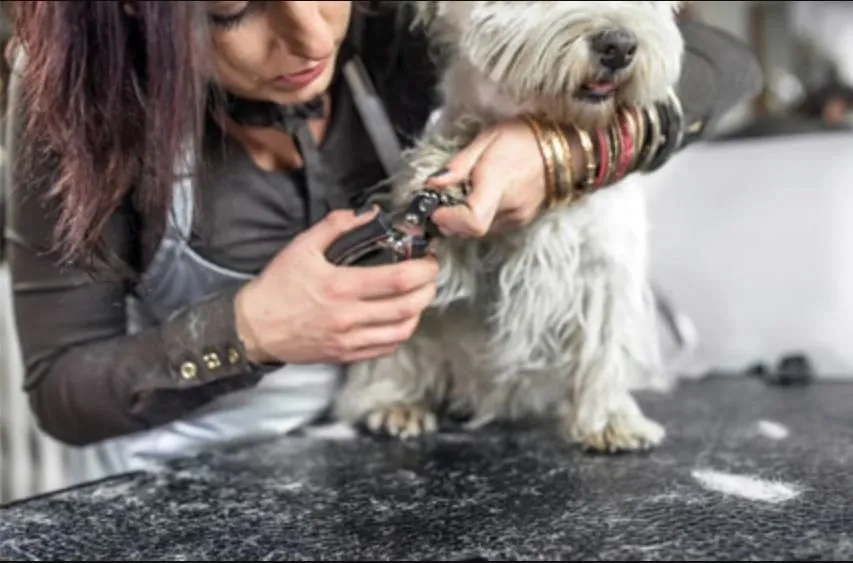 La imagen 1 de la Empresa CLÍNICA VETERINARIA DITAIRES