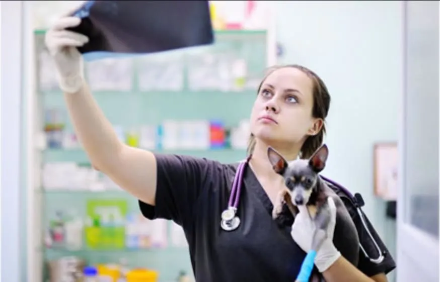 La imagen 2 de la Empresa CLÍNICA VETERINARIA DITAIRES