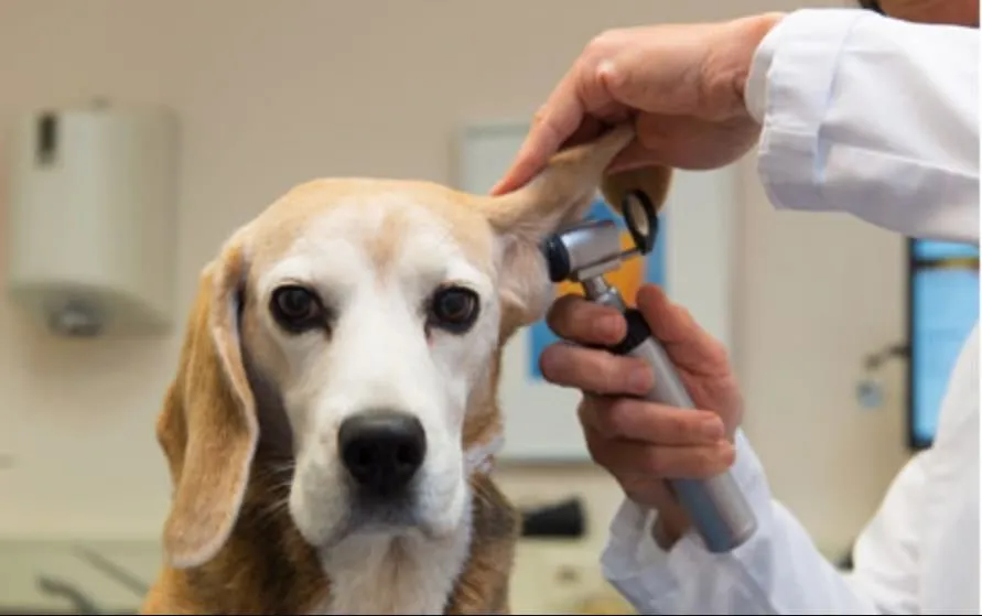 La imagen 3 de la Empresa CLÍNICA VETERINARIA DITAIRES
