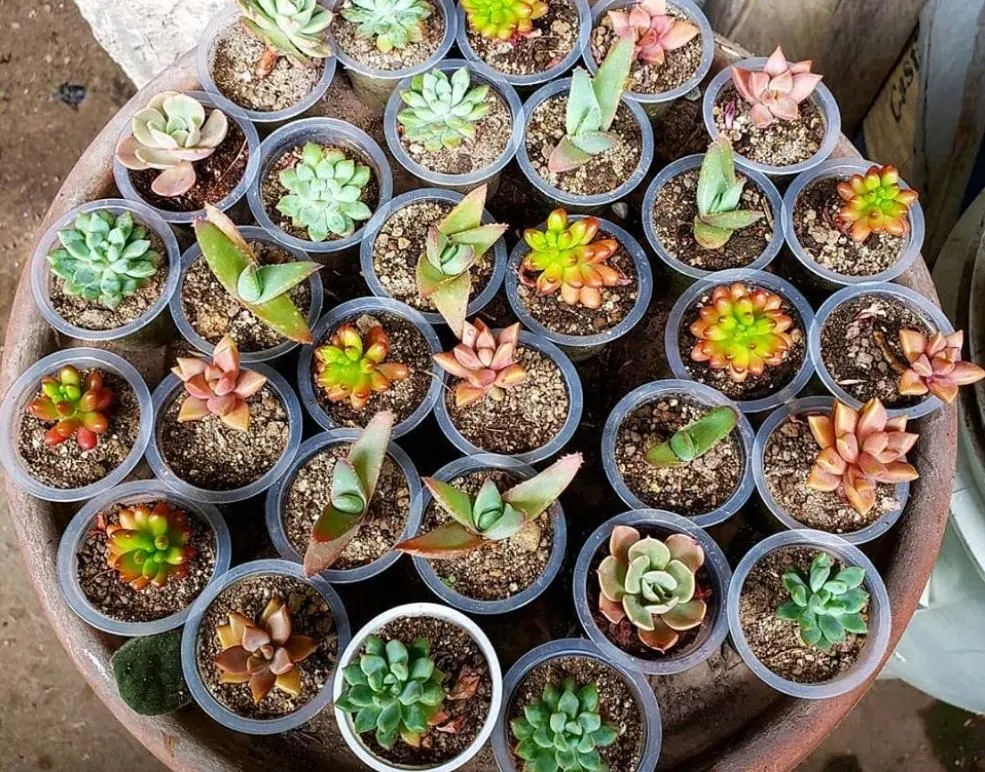 La imagen 4 de la Empresa VIVERO FLORECER